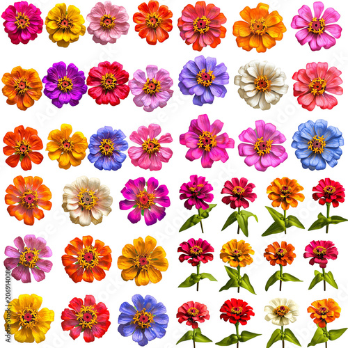 Vibrant Collection of Zinnia Flowers in Various Hues