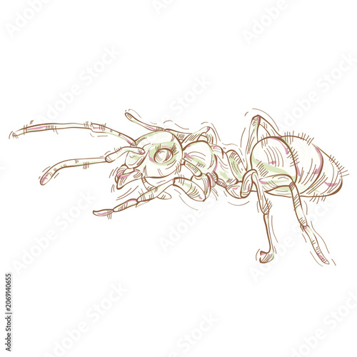 Ant. Vector drawing of an insect hand-drawn.
