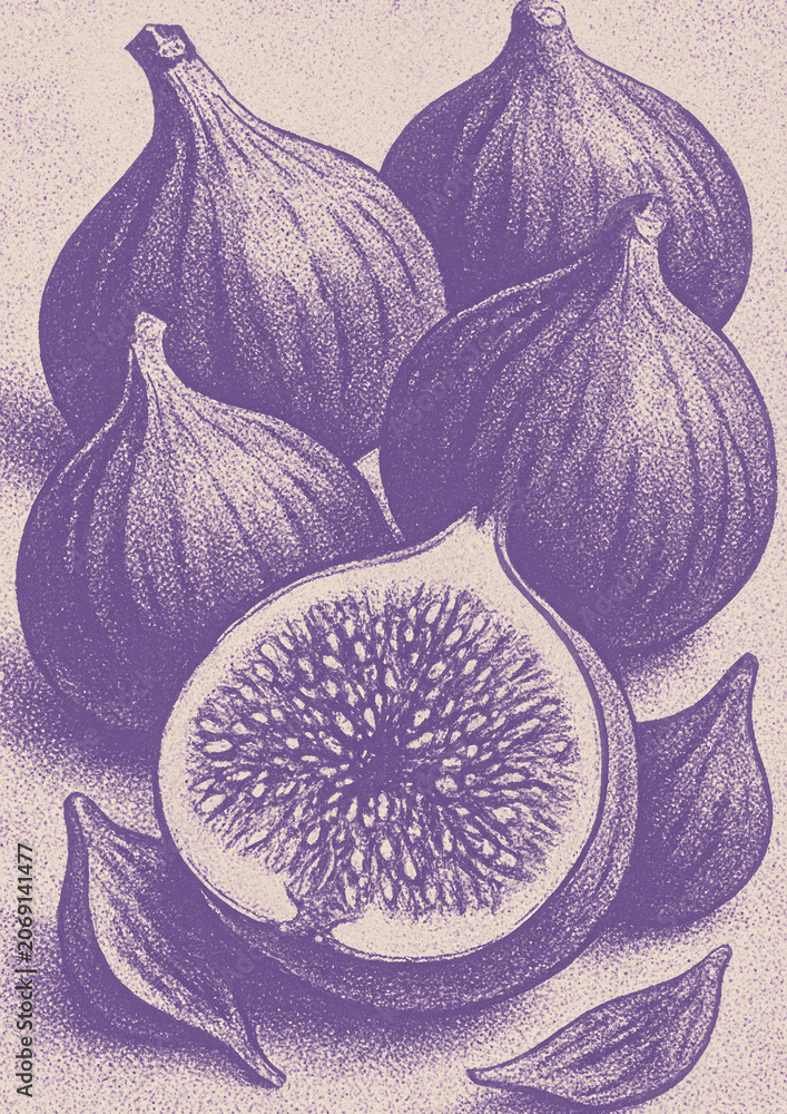 Obraz premium Vintage fig illustration in purple