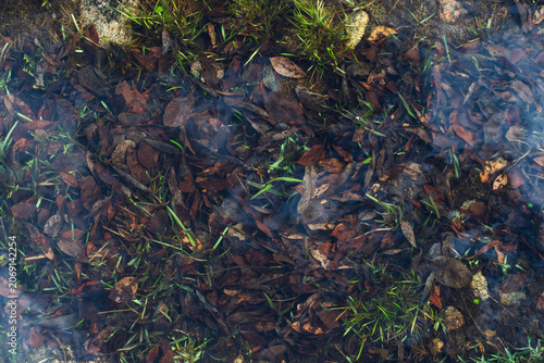 Shallow puddle with fallen brown leaves and emerging green grass
