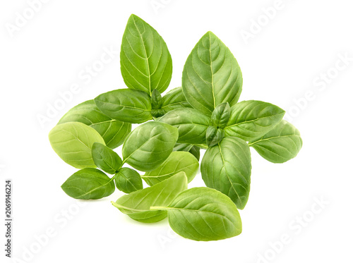 Fresh Basil leaves  in closeup on white background.