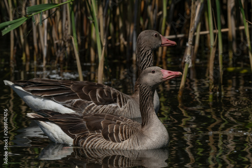 A pair of greylag geese glide gracefully through dark water, their reflections shimmering beneath them amidst tall reeds