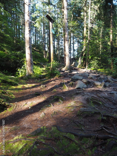 Rocky hiking path with exposed tree roots on Dovbush Trail in Yaremche