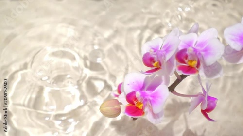 orchid with hard shadow over sand background, sun lights on water surface, beautiful abstract spa background concept banner for cosmetic body care product, copy space