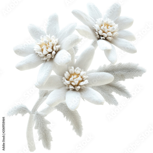 Three detailed white flowers with frosted petals isolated on white background