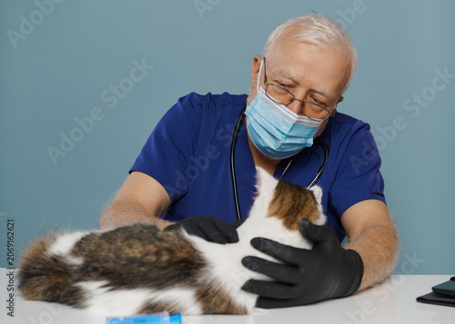 Veterinary care brings comfort and health to a friendly cat during a check-up at the clinic