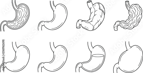 Human stomach anatomy illustration set, digestive organ medical symbols and healthcare vector graphics