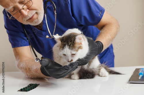 Veterinary care moments of a skilled veterinarian examining an adorable kitten with close attention and gentle hands