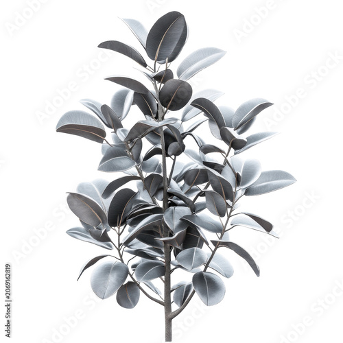 Metallic silver ficus lyrata plant with detailed leaf texture isolated on white background