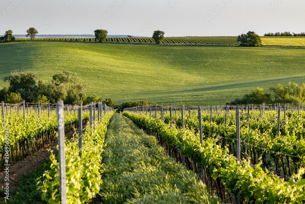 Fototapeta premium vineyard in early summer in Czech Moravia