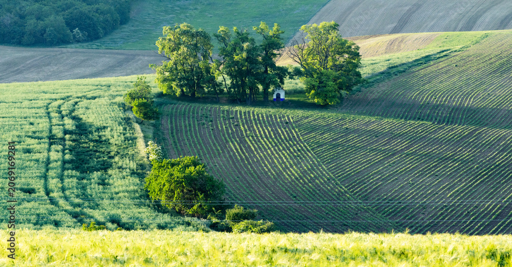Fototapeta premium rolling green fields in early summer in Czech Moravia