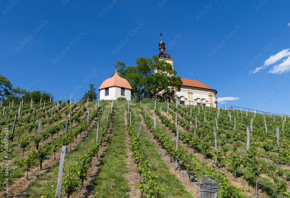 Fototapeta premium church in middle of a vineyard in Moravia