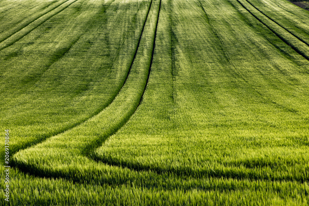 Fototapeta premium rolling green fields in early summer in Czech Moravia