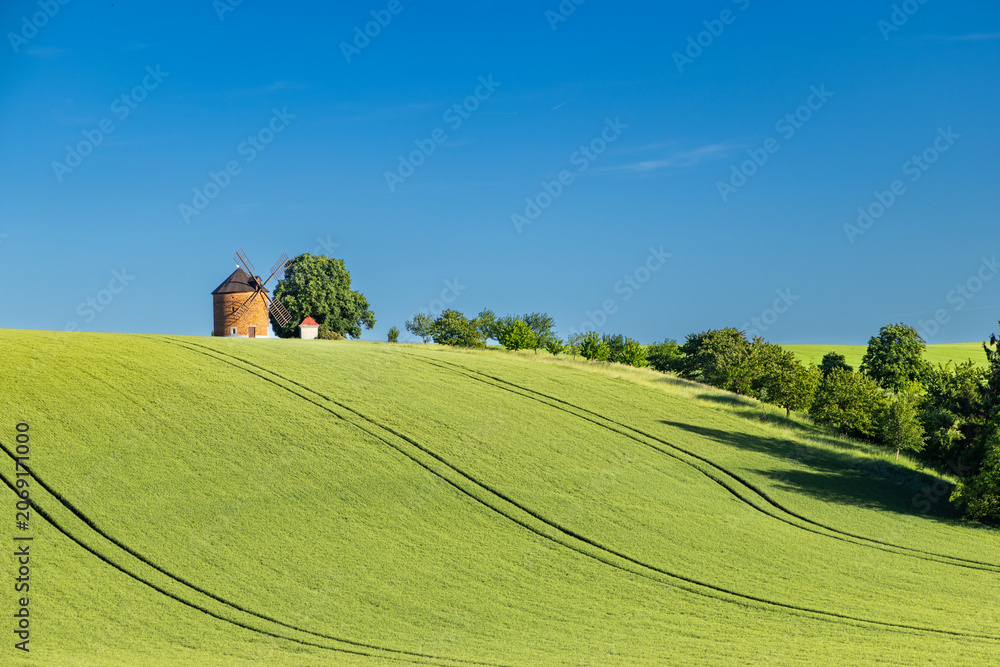 Fototapeta premium rolling green fields in early summer in Czech Moravia