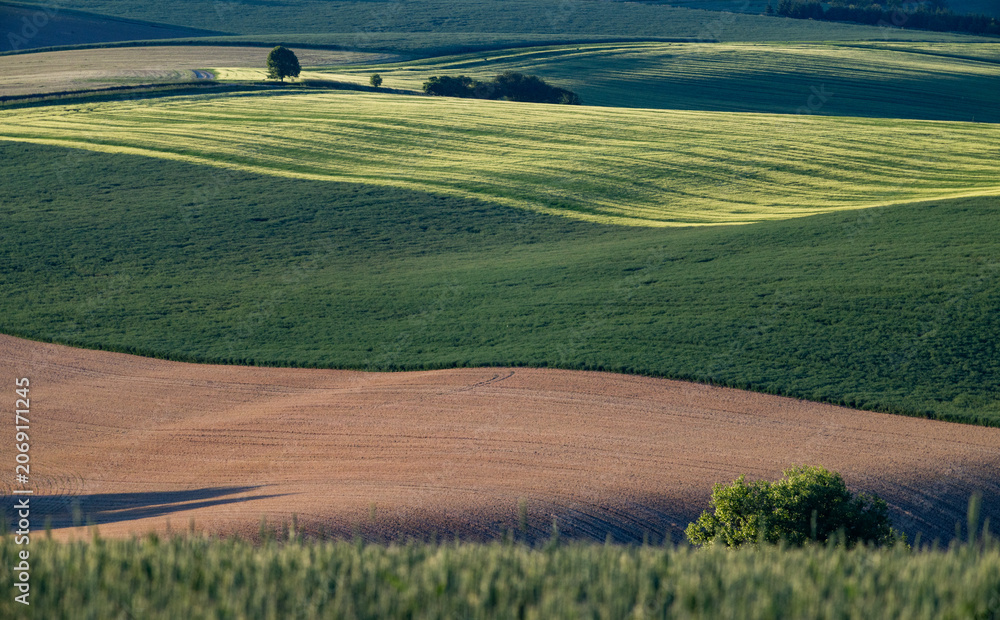 Fototapeta premium rolling green fields in early summer in Czech Moravia