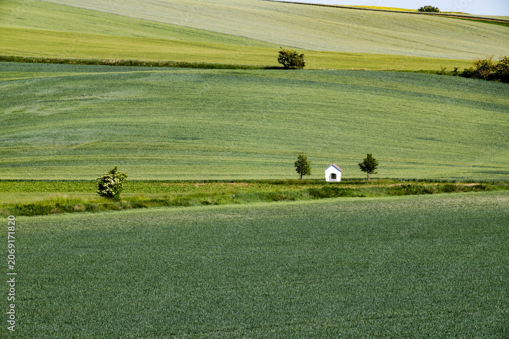 Fototapeta premium rolling green fields in early summer in Czech Moravia