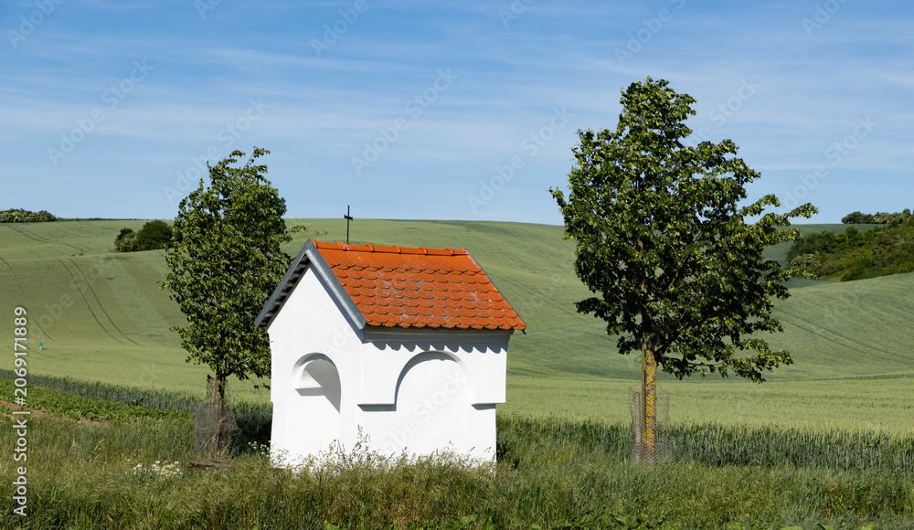 Fototapeta premium rolling green fields in early summer in Czech Moravia