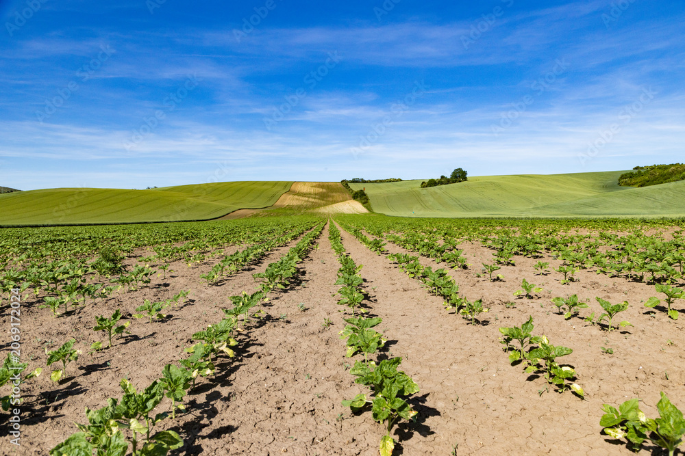 Fototapeta premium rolling green fields in early summer in Czech Moravia