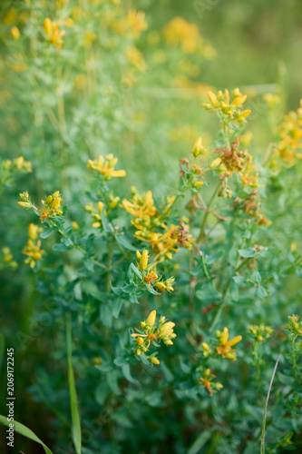 Close-up of bright yellow St. John's wort (Hypericum perforatum) flowers with green leaves.