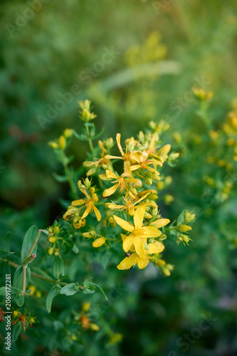 Close-up of bright yellow St. John's wort (Hypericum perforatum) flowers with green leaves.