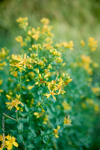 Close-up of bright yellow St. John's wort (Hypericum perforatum) flowers with green leaves.