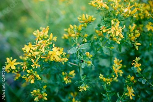 Close-up of bright yellow St. John's wort (Hypericum perforatum) flowers with green leaves.
