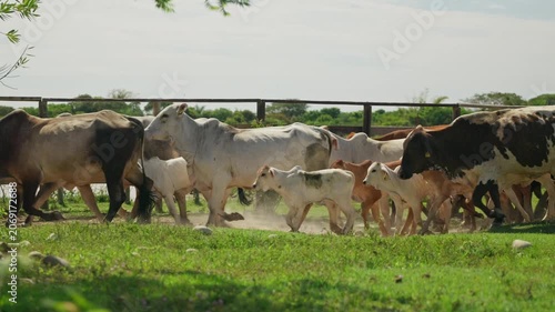 Ganado bovino caminando en corral rural bajo luz natural en finca ganadera tropical