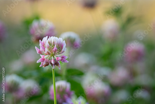 Delicate Red Clover Blossoms in a Summer Meadow