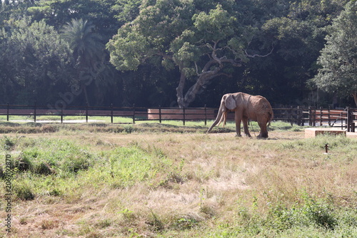 Canvastavla Asian elephant walking through dry grass inside a spacious fenced sanctuary encl
