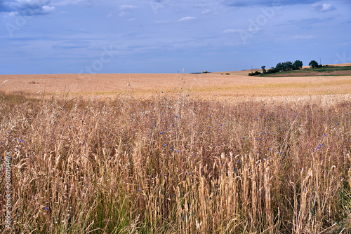 Rural landscape with grain fields and wildflowers during summer