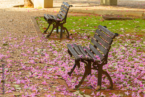 Detalhe dos bancos no canteiro central da avenida Goias, com flores de ipe rosa espalhadas pelo chão.