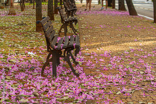 Detalhe dos bancos no canteiro central da avenida Goias, com flores de ipe rosa espalhadas pelo chão.
