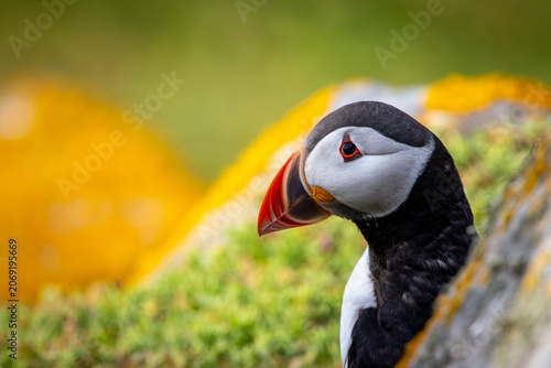 Photography Frairecillo ( Fratercula arctica), en
 la Saltee Island Great, Killmore, Irlanda