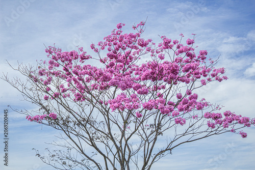 Um ipê bola com céu azul ao fundo e nuvens. Handroanthus impetiginosus.