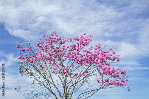 Um ipê bola com céu azul ao fundo e nuvens. Handroanthus impetiginosus.