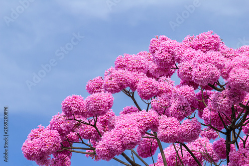 Detalhe de copa ipe roxo (ou ipe bola) com céu azul ao fundo. Handroanthus impetiginosus