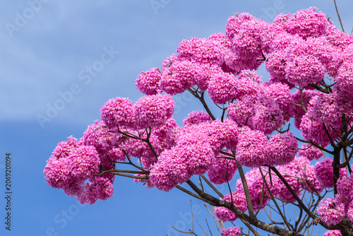 Detalhe de cachos de flores de um ipe roxo (ou ipe bola) com céu azul ao fundo. Handroanthus impetiginosus