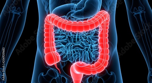 Anatomy of human large intestine and digestive system