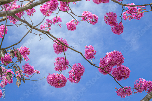 Alguns galhos delicados com cachos de flores cor-de-rosa. Detalhe de galhos com cachos de flores de um ipe roxo (ou ipe bola) com céu azul ao fundo. Handroanthus impetiginosus