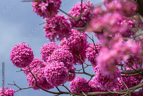 Detalhe em close up em cachos de flores de um ipe roxo (ou ipe bola) com céu azul ao fundo. Handroanthus impetiginosus