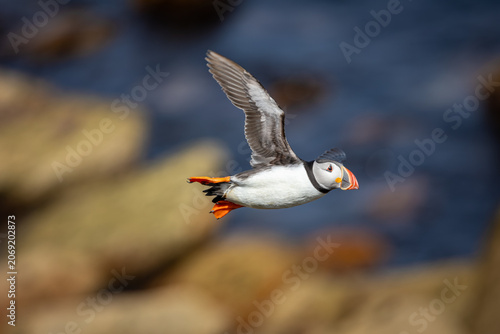 Frairecillo ( Fratercula arctica), en
 la Saltee Island Great, Killmore, Irlanda

