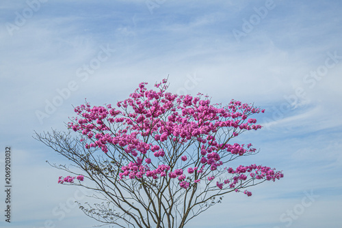 Um ipê bola com céu azul ao fundo e nuvens. Handroanthus impetiginosus.
