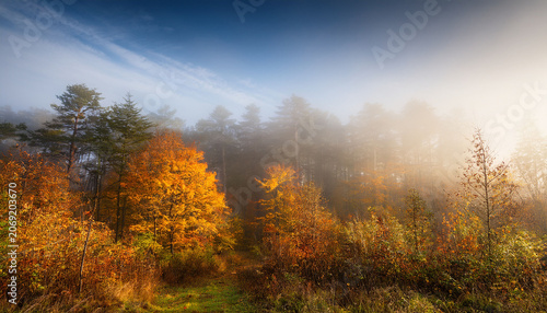 Misty And Foggy Forest Fall Background