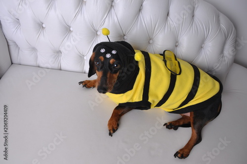 cachorro fofo vestido de abelha 