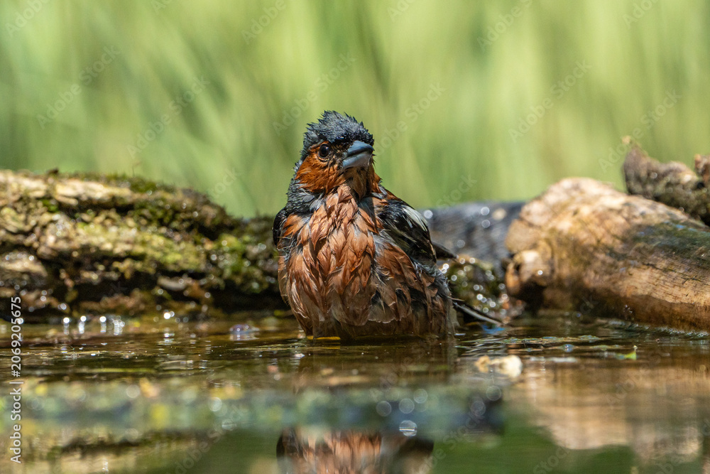 Εκτύπωση καμβά The chaffinch is bathing.