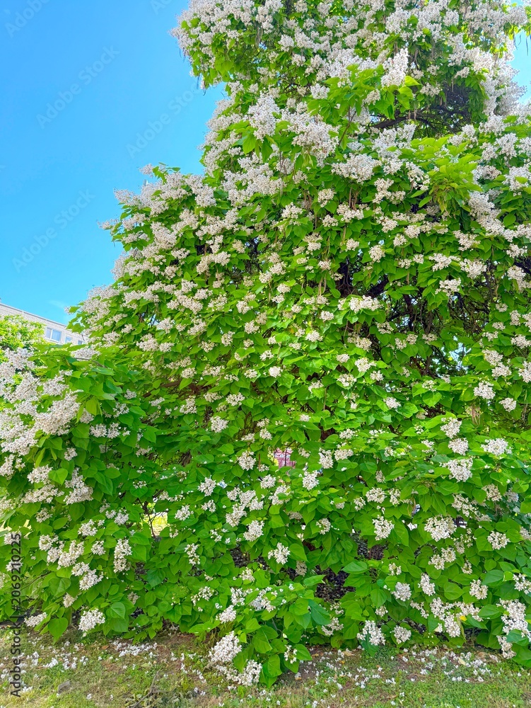 Fototapeta premium Large Blooming Catalpa Tree in Summer