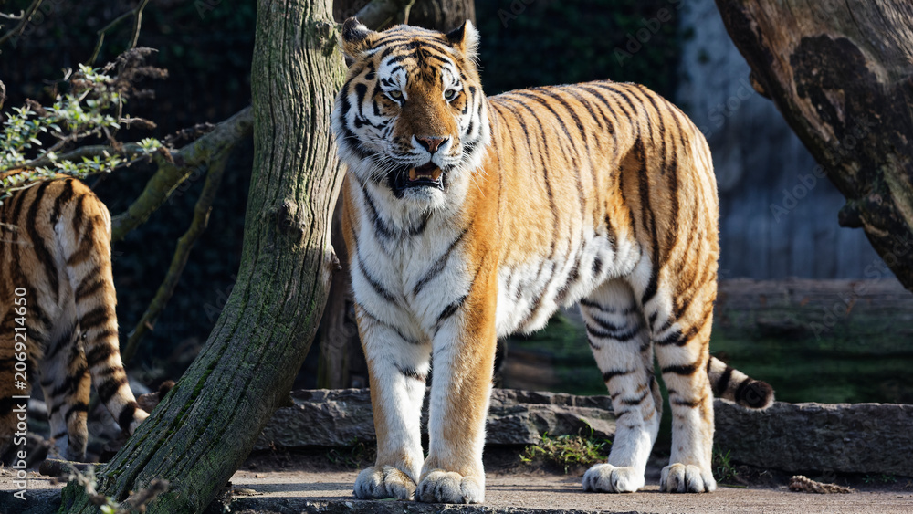 Fototapeta premium Tiger standing in natural habitat looking forward