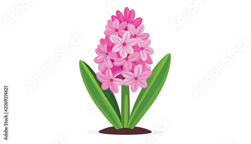 Pink Hyacinth Flower with Green Leaves.