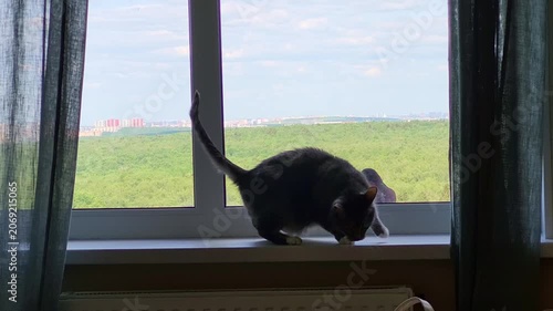 Cat crouching on windowsill watching a pigeon through the glass. Pet hunter observing bird outside. Rural landscape and city skyline view from house window. Domestic feline predator.