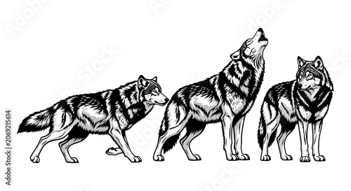 Obraz na plátně Hand drawn wolf pack illustration featuring three wolves in different poses including howling and standing